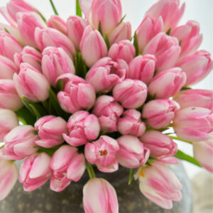 Pink Tulips