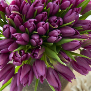 Purple Tulips